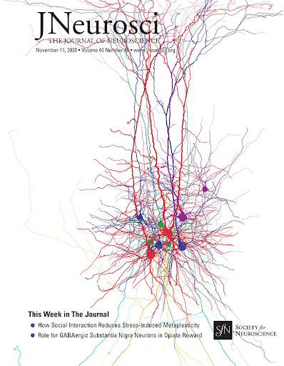 Cover of JNeurosci