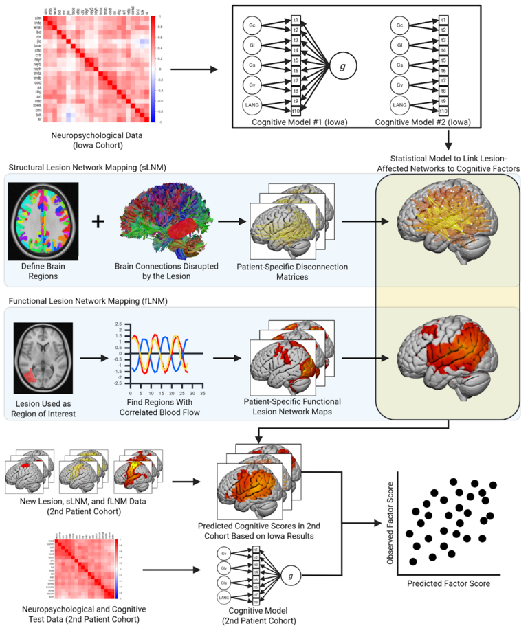 Figure 4. A schematic describing lesion network mapping analyses used to predict cognitive outcomes based on statistical models.